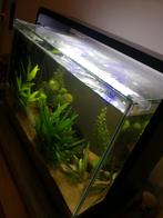 Te koop home 65 aquarium izgst, Dieren en Toebehoren, Vissen | Aquaria en Toebehoren, Ophalen, Gebruikt, Gevuld zoetwateraquarium