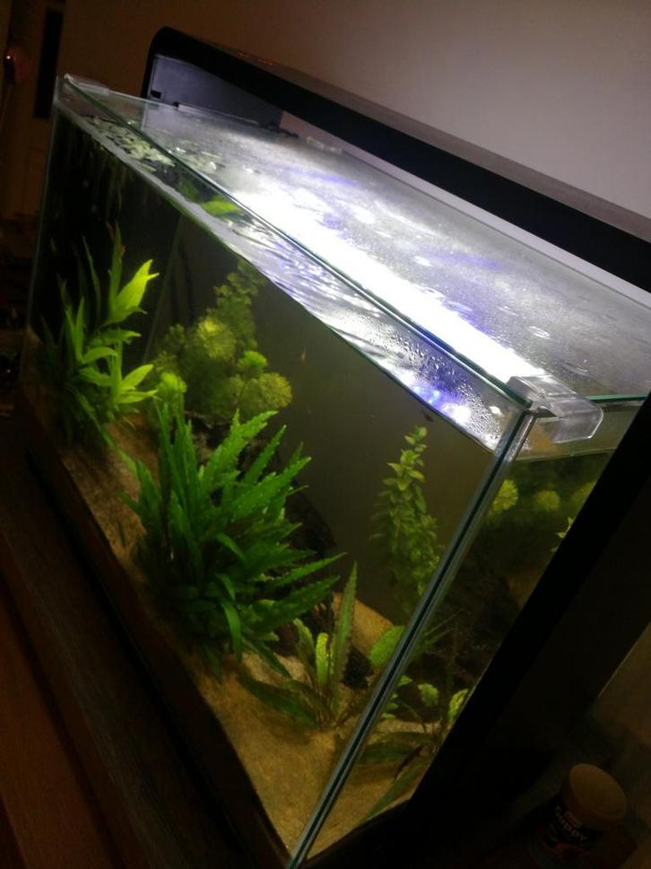 Te koop home 65 aquarium izgst, Dieren en Toebehoren, Vissen | Aquaria en Toebehoren, Gebruikt, Gevuld zoetwateraquarium, Ophalen