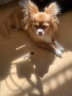 Lieve chihuahua’s, Dieren en Toebehoren, Honden | Chihuahua's en Gezelschapshonden, Rabiës (hondsdolheid), Meerdere, Meerdere dieren