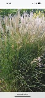 Miscanthus sinensus, kleine silberspinne, Ophalen of Verzenden, Overige soorten, Volle zon