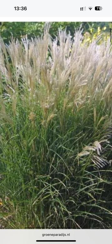 Miscanthus sinensus, kleine silberspinne beschikbaar voor biedingen