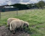 Hampshire Down ram (lammeren), Dieren en Toebehoren, Schapen, Geiten en Varkens, Mannelijk, Schaap, 0 tot 2 jaar