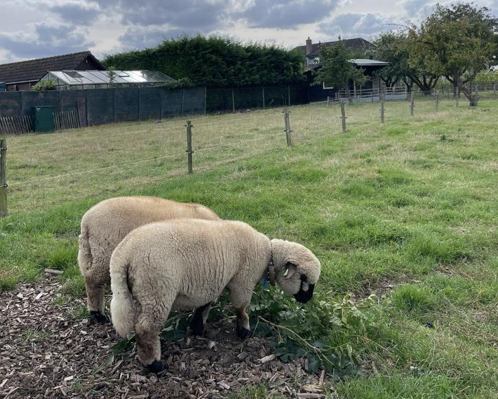 Hampshire Down ram (lammeren), Dieren en Toebehoren, Schapen, Geiten en Varkens, Schaap, Mannelijk, 0 tot 2 jaar