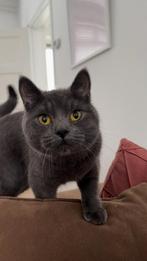 Britse korthaar poes van 1 jaar oud, Poes, Ontwormd