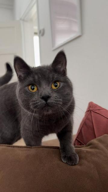 Britse korthaar poes van 1 jaar oud beschikbaar voor biedingen