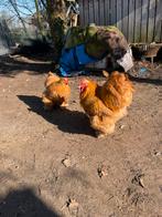 Te koop : cochin groot, buff volwassen haan en halfwas, Dieren en Toebehoren, Mannelijk, Kip
