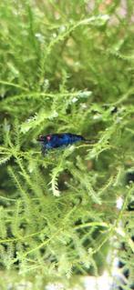 Blue Dream OE garnalen, Vis, Zoetwatervis, Schoolvis