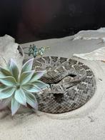 1.0 Crotalus atrox het albino cb21, Slang, 3 tot 6 jaar