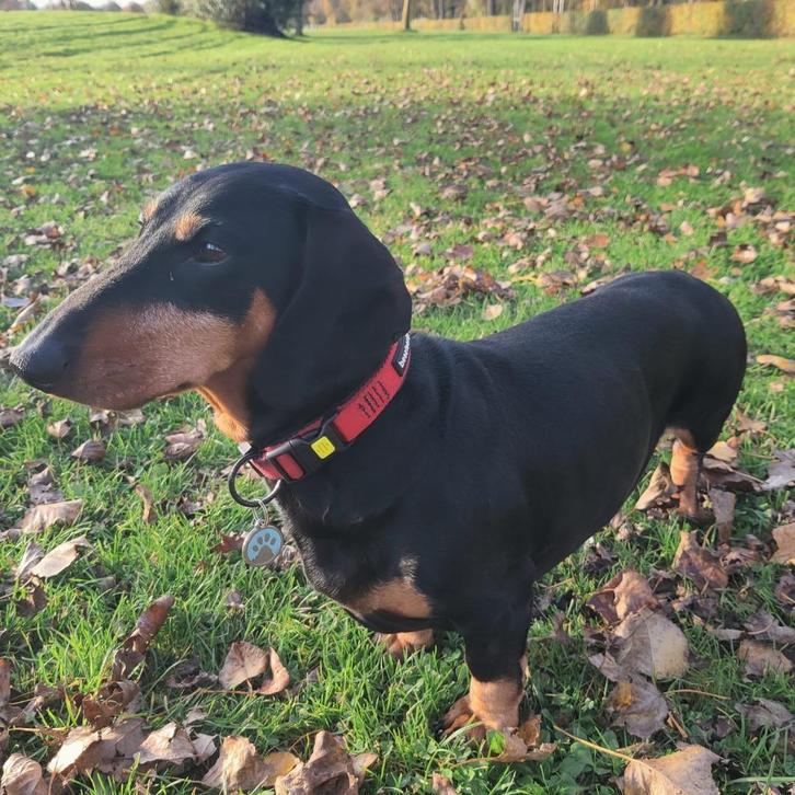 Teckel reu 7 jaar oud – Black & Tan met stamboom, Dieren en Toebehoren, Honden | Teckels en Dashonden, Reu, Korthaar, Standaard