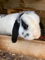 Lief tam konijn zoekt een nieuw huis, Dieren en Toebehoren, Konijnen, Mannelijk, Dwerg, Hangoor, 0 tot 2 jaar