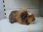 Coronet cavia beertje, Dieren en Toebehoren, Knaagdieren, Cavia, Mannelijk, Juli, Tam
