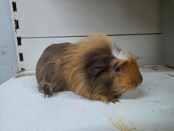 Coronet cavia beertje beschikbaar voor biedingen