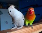 Agapornis 3x 2 vrouw 1 man, Dieren en Toebehoren, Vogels | Parkieten en Papegaaien, Meerdere dieren, Dwergpapegaai of Agapornis