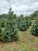 kerstbomen Picea Omorika 250-300, Ophalen, Volle zon, Overige soorten, 250 tot 400 cm
