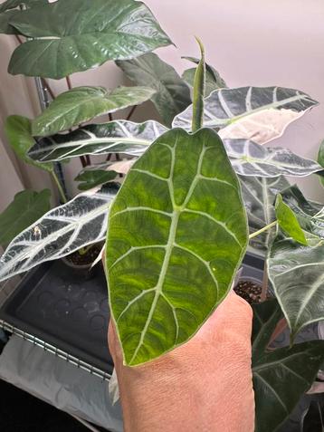 Alocasia watsoniana beschikbaar voor biedingen