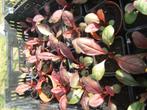 jonge plantjes van de Penstemon slange kop, Vaste plant, Halfschaduw, Zomer, Ophalen