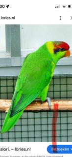 Lori iris 1-0 gevraagd liefst bbr, Dieren en Toebehoren, Mannelijk, Papegaai