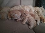 Perzische kittens, Meerdere dieren