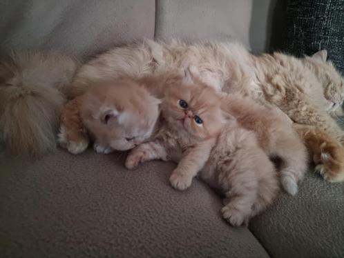 Perzische kittens, Dieren en Toebehoren, Katten en Kittens | Raskatten | Langhaar, Meerdere dieren