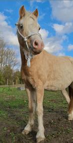 touwhalster te koop, Verzenden, Nieuw, Overige soorten