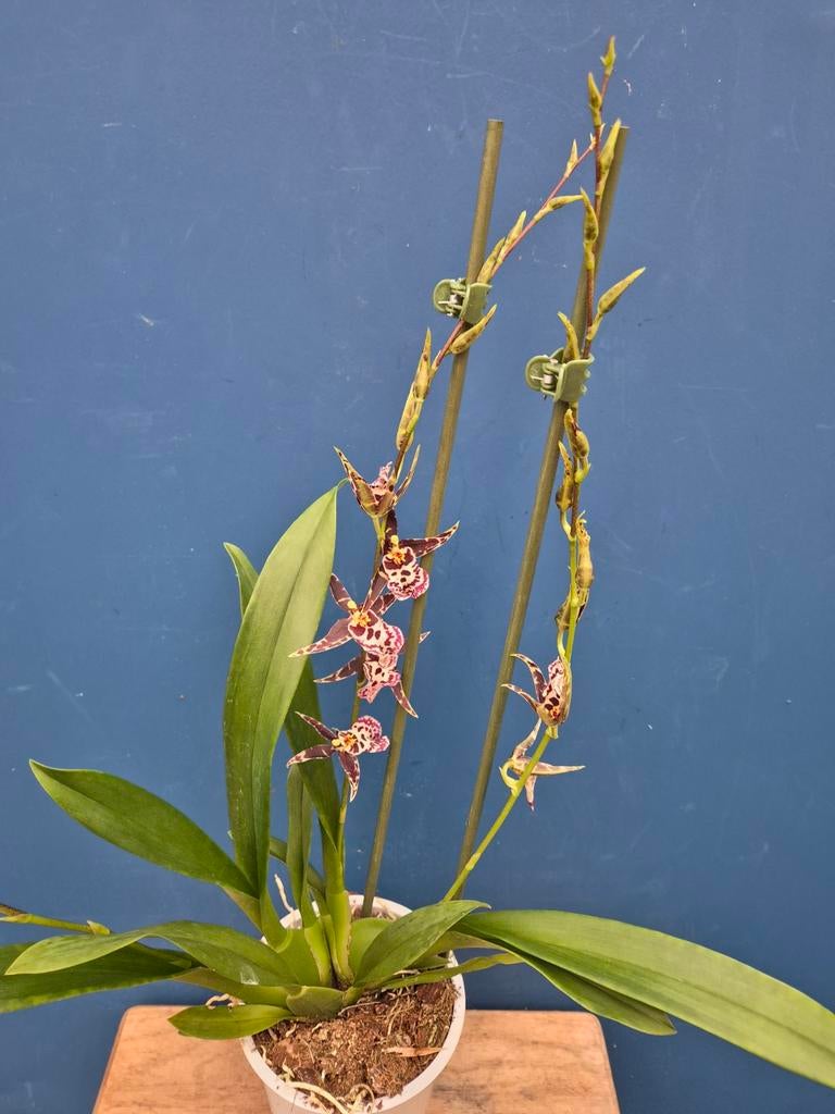 Orchidee Brassia Summer Dream p12 (3), Ophalen of Verzenden, Halfschaduw, Minder dan 100 cm