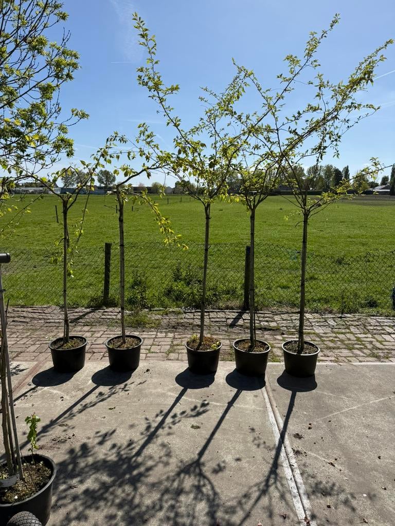 Prunus autumnalis rosea  treur 2xgewoon 3x halfstam 29,50pst, Ophalen, Overige soorten, Herfst, Halfschaduw