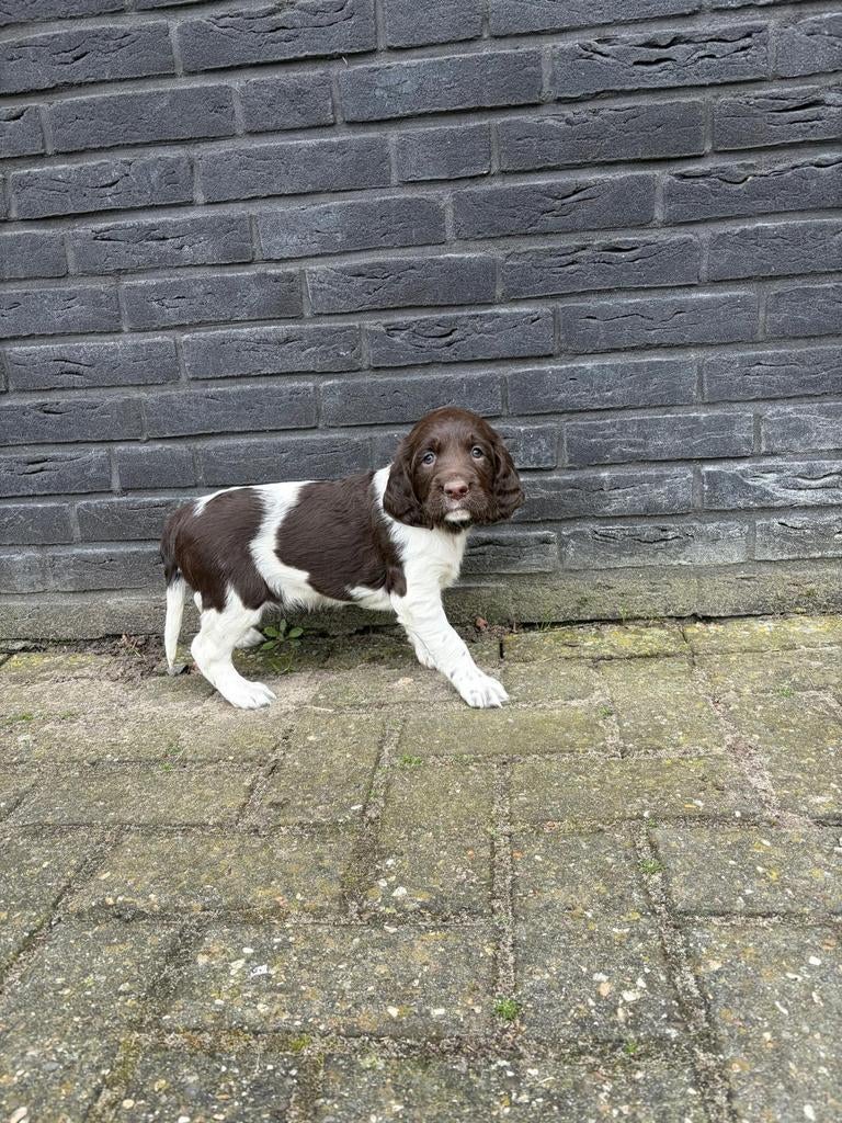 4 prachtige pups van goed bejaagde ouders, 8 tot 15 weken, Meerdere, Meerdere dieren, Nederland