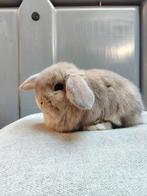 Minilop voedstertjes te reserveren, Dieren en Toebehoren, Konijnen, Vrouwelijk, Dwerg, Hangoor, 0 tot 2 jaar