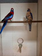 Diverse soorten vogels en aluminium voliere panelen, Dieren en Toebehoren, Vogels | Parkieten en Papegaaien, Meerdere dieren, Parkiet