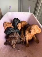 Labradoodle pups, Dieren en Toebehoren, Honden | Retrievers, Spaniëls en Waterhonden, Parvo, 8 tot 15 weken, Meerdere, Nederland