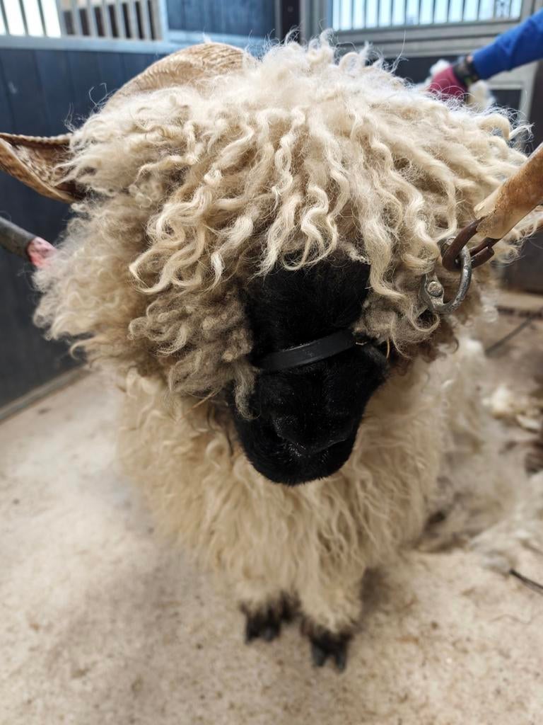 Wol van 4 wallizer schapen, Dieren en Toebehoren, Vrouwelijk, Schaap
