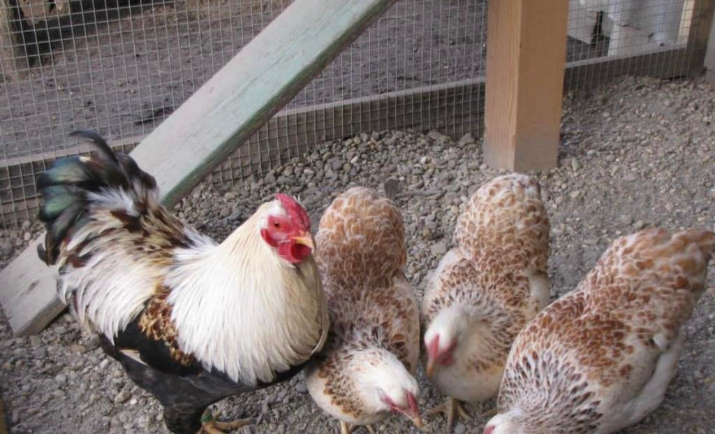 Broedeieren wyandotte kriel zalm, Dieren en Toebehoren, Geslacht onbekend, Kip