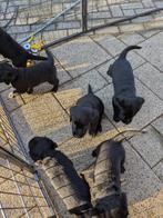 Zwarte Labrador x Golden retriever pups, Dieren en Toebehoren, Honden | Retrievers, Spaniëls en Waterhonden, Parvo, 8 tot 15 weken