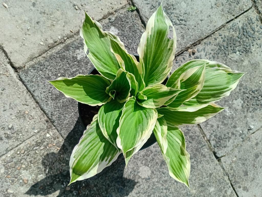 Hosta Tuinplant - Prachtige Bladplant voor Schaduw, Tuin en Terras, Planten | Tuinplanten, Vaste plant, Halfschaduw, Zomer, Ophalen