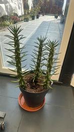 Cactus, Ophalen, Overige soorten, Volle zon