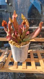 Vleesetende planten - Sarracenia, Ophalen