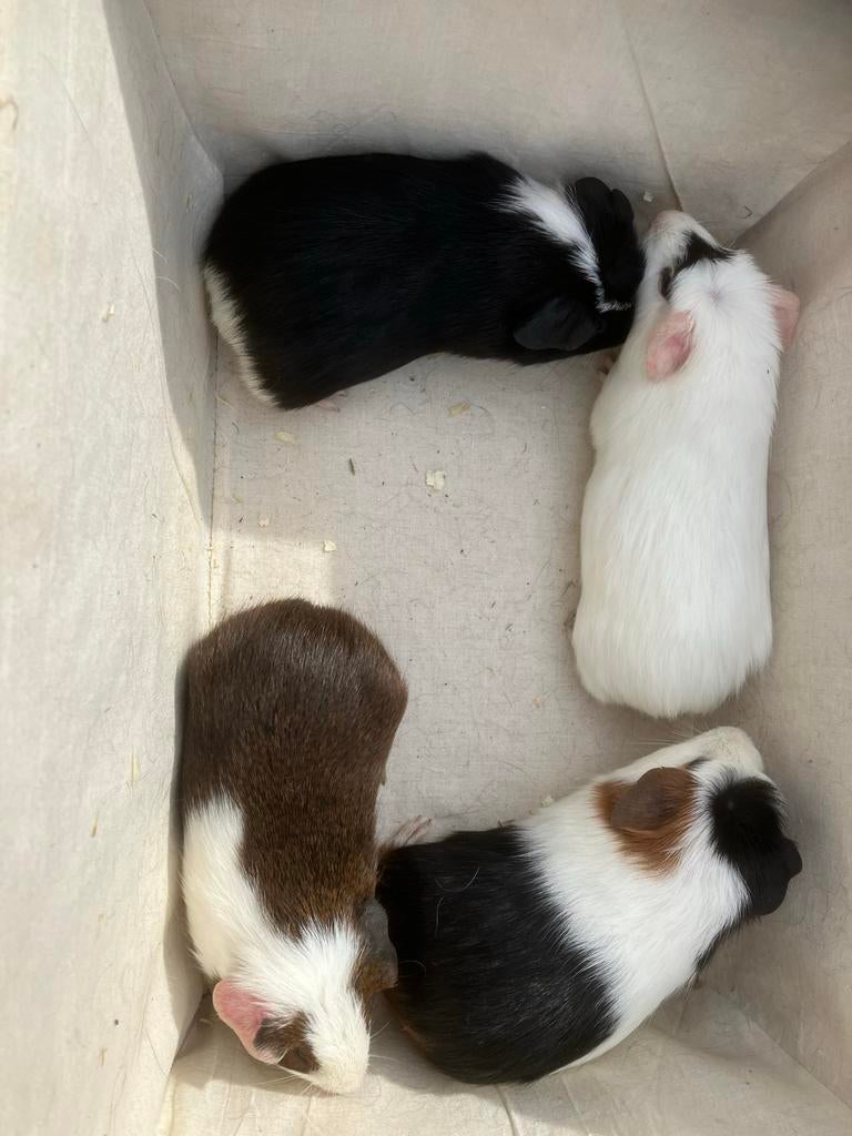 Mooie cavia’s zeugjes €15,00 per stuk, Dieren en Toebehoren, Knaagdieren, Maart, Vrouwelijk, Cavia