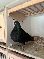 Canario duivin. 2025., Vrouwelijk, Kropper