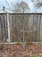 Perenboom in Amersfoort - Prachtige tuinboom, Tuin en Terras, Planten | Bomen, Overige soorten, Lente, 100 tot 250 cm, Ophalen