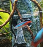 Neon tetra 4x, Vis, Zoetwatervis, Schoolvis