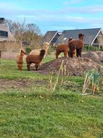 alpaca dieren, Dieren en Toebehoren, Juni, Mannelijk