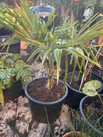 Winterharde palmboom in pot, Ophalen, Bloeit niet, Overige soorten, Volle zon