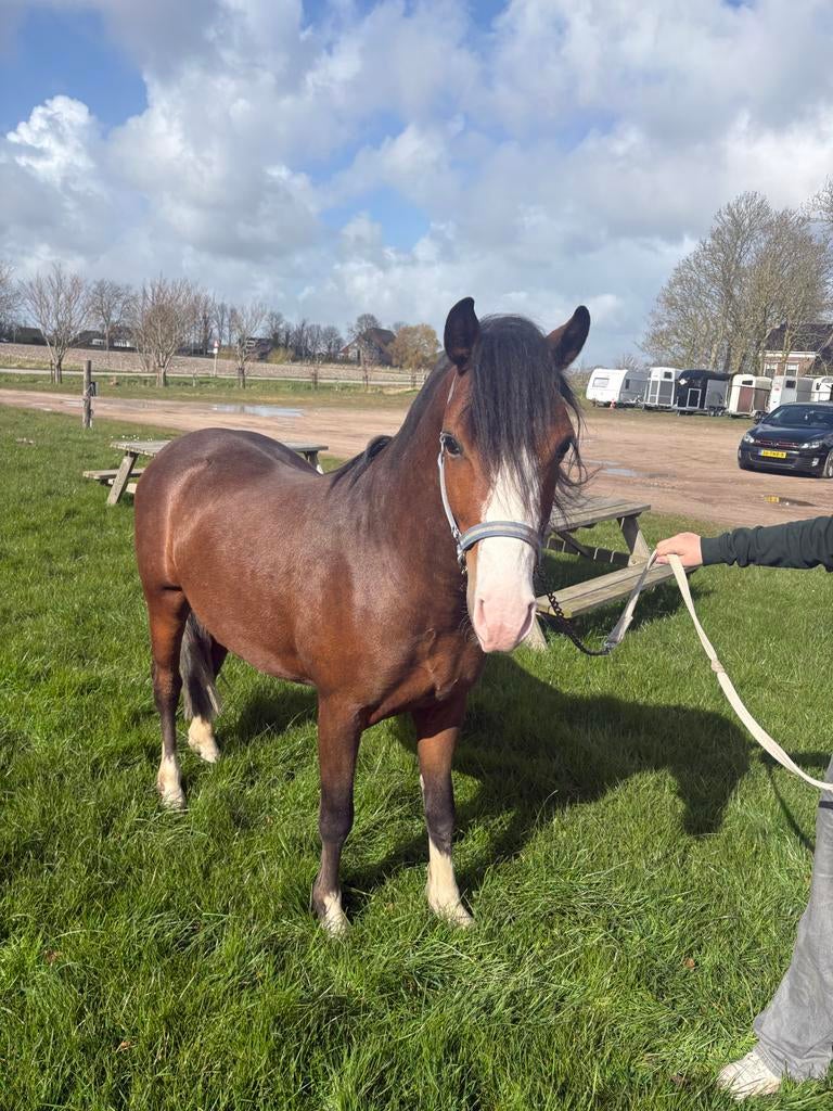 3-jarige C-pony hengst – sportgericht, Met stamboom, Dressuurpony, Hengst, 3 tot 6 jaar