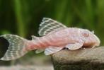 Hypancistrus sp.l333 Albino, Vis, Zoetwatervis
