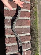 frontriem van bling your horse, Ophalen of Verzenden, Zo goed als nieuw, Dressuur