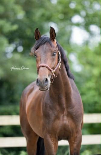 Knappe 8 jarige Ruin te koop, Dieren en Toebehoren, Paarden, Ruin, L, 160 tot 165 cm, 3 tot 6 jaar, Dressuurpaard, Met stamboom