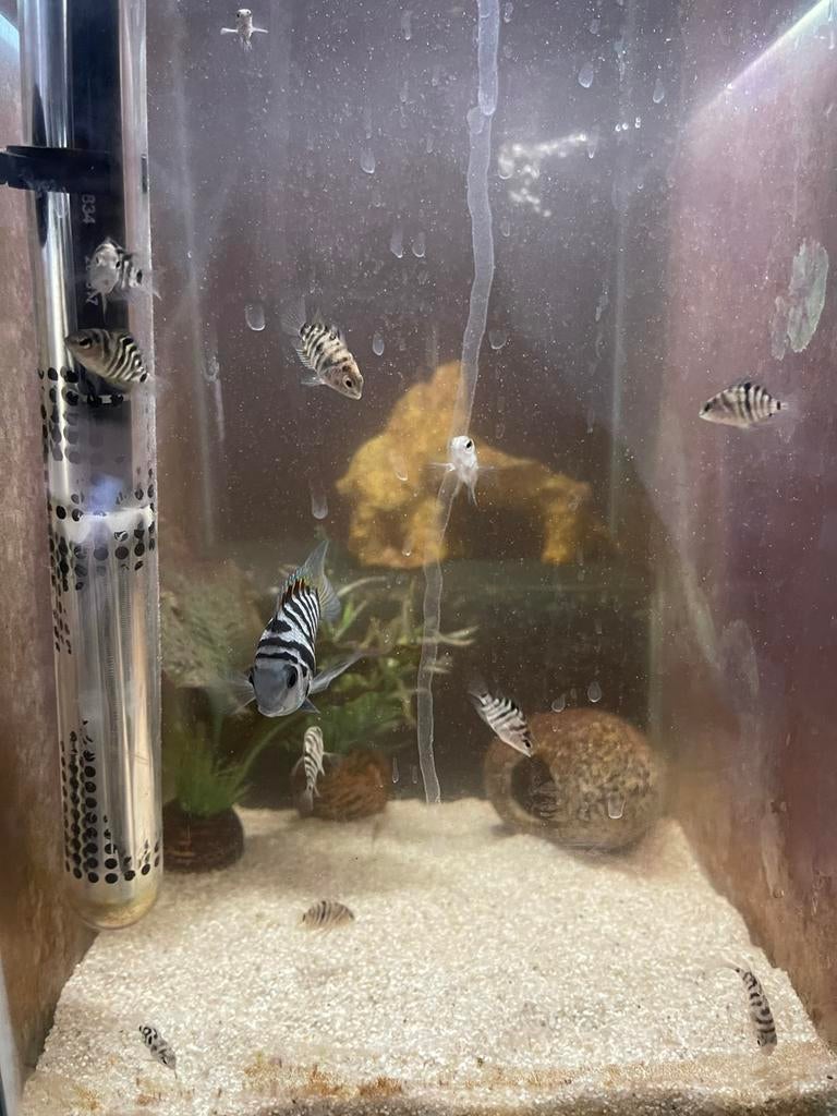 Polar Blue Parot cichliden, Vis