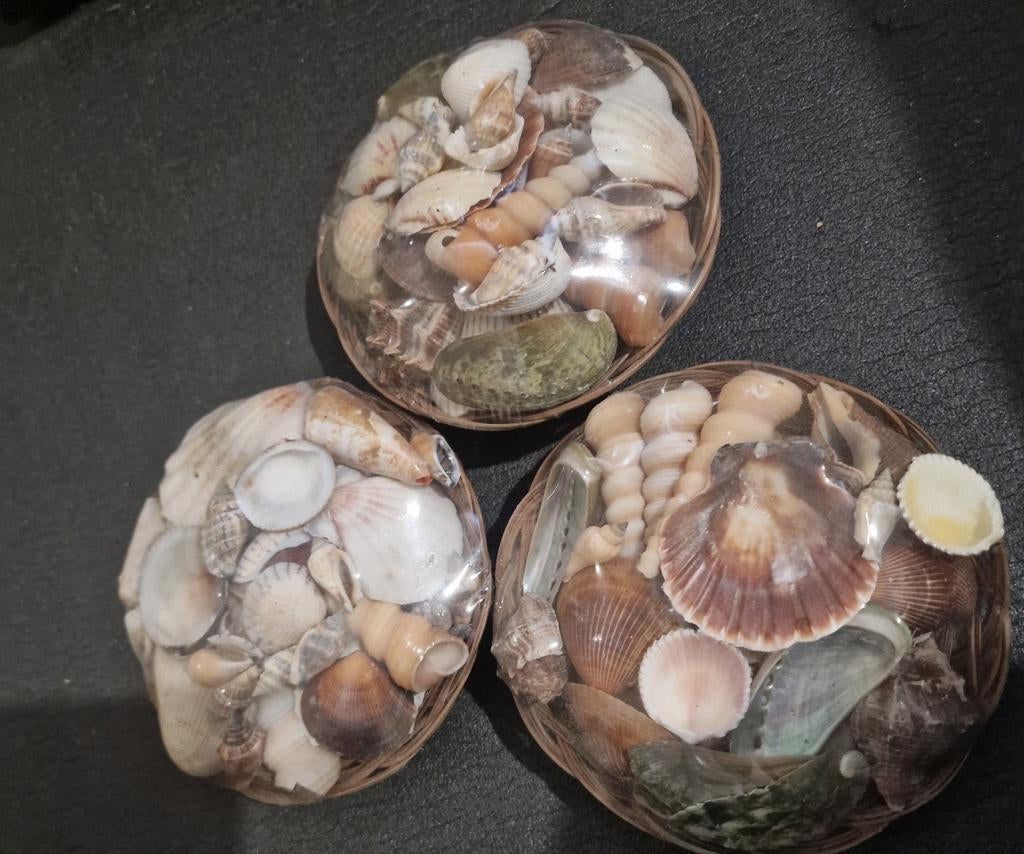 3 paketten met schelpen voor decoratie/knutselen te koop!, Ophalen of Verzenden, Nieuw, Zee en Strand