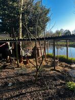 Vijgenboompje 2.00-2.50 nu nog kaal maar snel vol, Ophalen, 250 tot 400 cm, Volle zon, Herfst