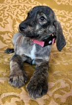 ZACHTAARDIGE, MENSGERICHTE, PUPS, MIDDELMAAT, ZOEKEN THUIS, Particulier, 15 weken tot 1 jaar, Buitenland, Parvo